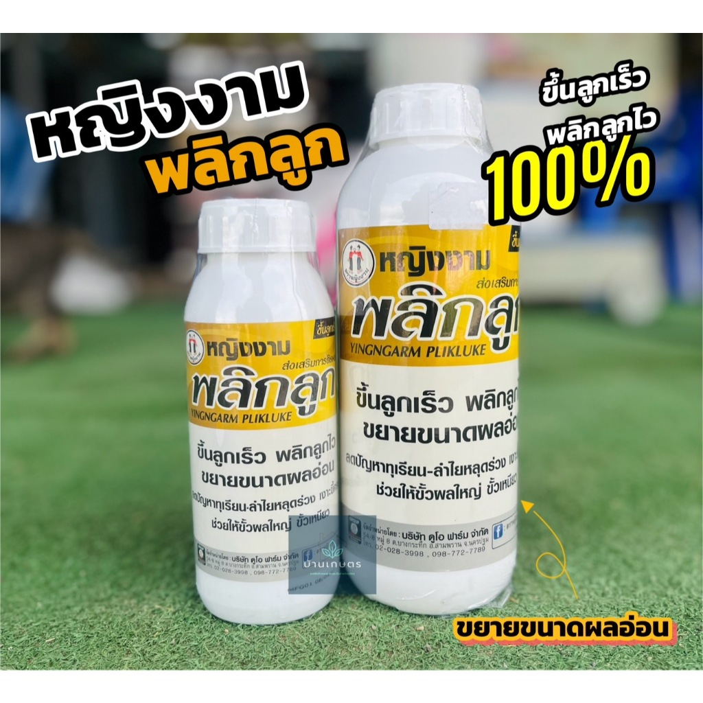 หญิงงามพลิกลูก 1 ลิตร ขึ้นลูกเร็ว พลิกลูกไว ขั้วเหนียว
