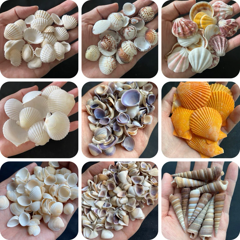หอยธรรมชาติ DIY วัสดุสำหรับตกแต่งสวนและตู้ปลา 50g BEAUTIFUL SEASHELLS