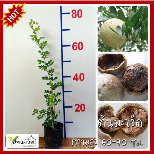 ต้นมะขวิด มะขวิด (Wood Apple) มะฝิด