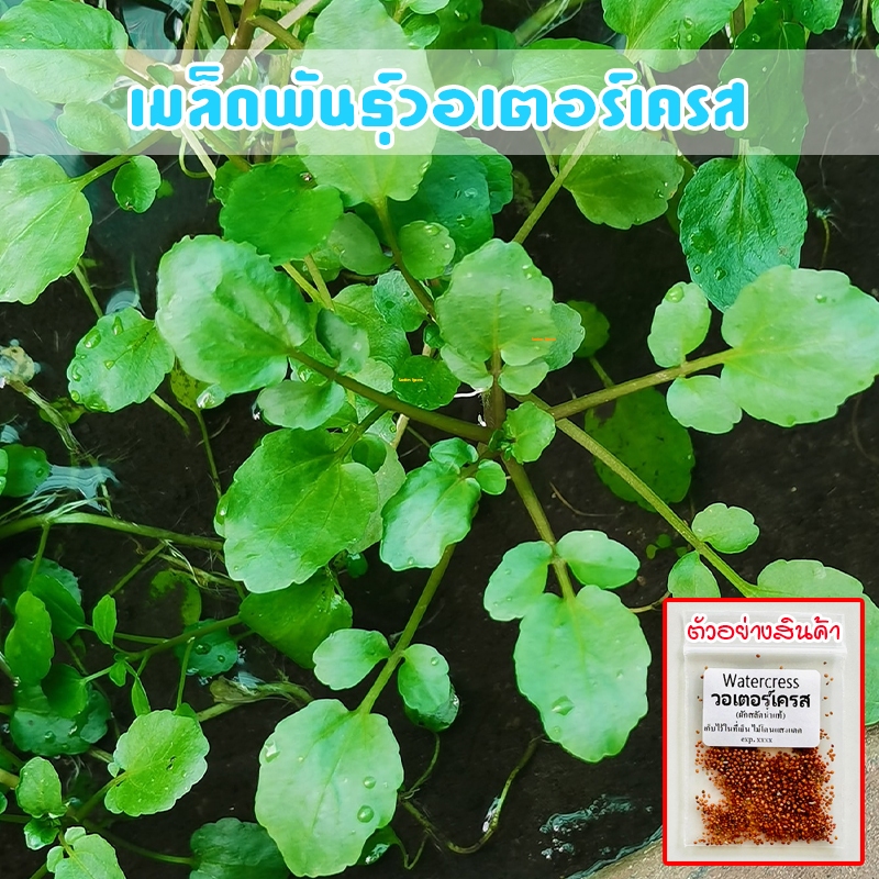 สลัดน้ำวอเตอร์​เครส​แท้​ บรรจุ ​90-200​ เมล็ด​ ​ watercress เมล็ดพัน​ธุ์ปลูกง่ายโตเร็ว [10 แถม 1 คละได้]