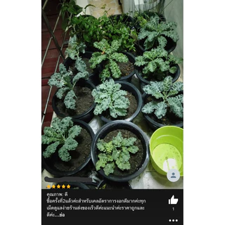 เมล็ดพันธุ์ เคลใบหยิก 100 เมล็ด [ 10แถม2 ]คละได้