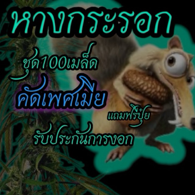 เมล็ดกัญชา หางกระรอก(คัดเพศเมีย) รับประกันการงอก รับประกันสายพันธุ์ รับประกันการจัดส่ง เมล็ดพันธุ์ผัก