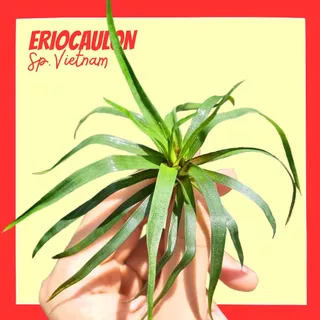 กระดุมเวียดนาม – ERIOCAULON SP. VIETNAM ต้นไม้น้ำ
