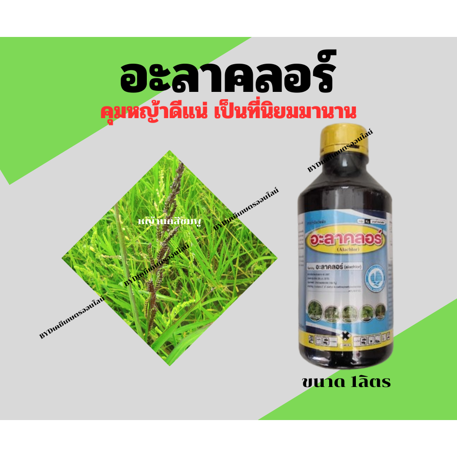 อะลาคลอร์ ขนาด1ลิตร สารอะลาคลอร์48%EC ยอดยาคุมหญ้าที่นิยมใช้กันมายาวนาน มีความปลอดภัยต่อผัก คุมหญ้าดีแน่