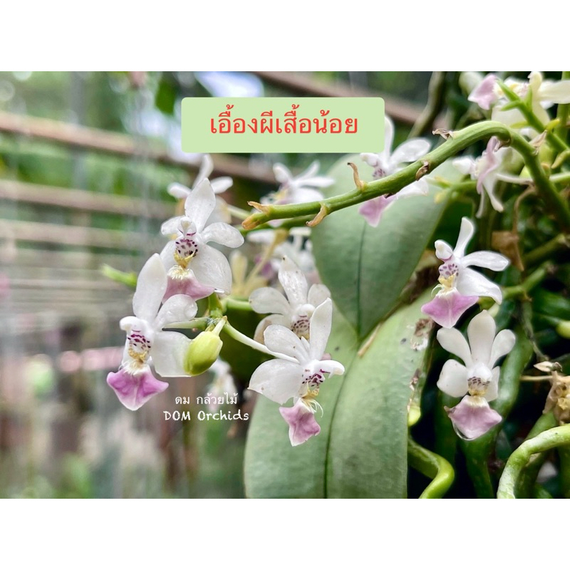 กล้วยไม้ ผีเสื้อน้อย เอื้องผีเสื้อน้อย ไม้ป่าหายาก ขนาดจัดส่งตามภาพ 1 ไม้/ขุนเขาการ์เด้น