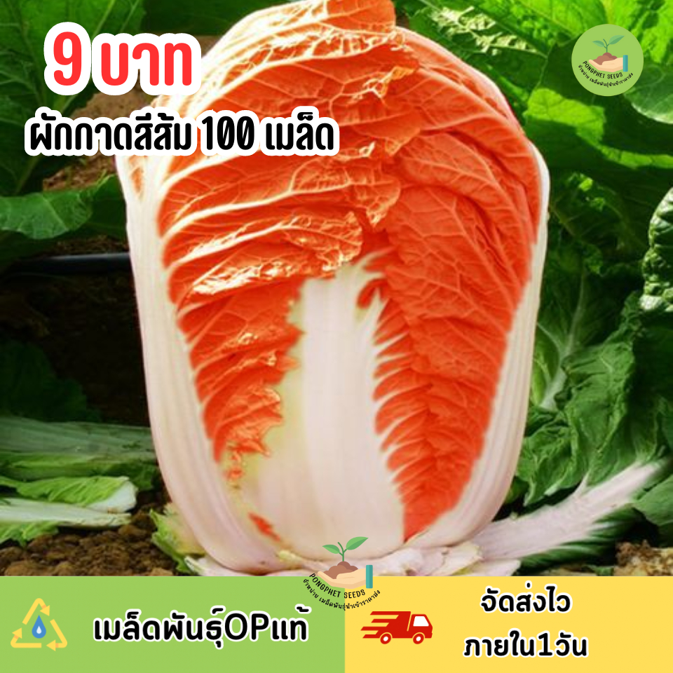 9บาท ผักกาดสีส้ม 100 เมล็ด