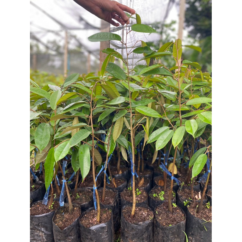 ต้นทุเรียนกระดุมทอง🌿🌿