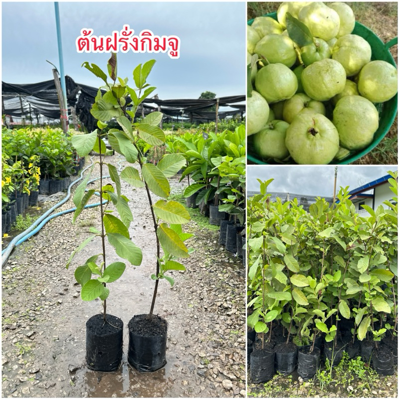 🔥ต้นฝรั่งกิมจู (แบบกิ่งตอน) สูง 50-60 เซน🔥