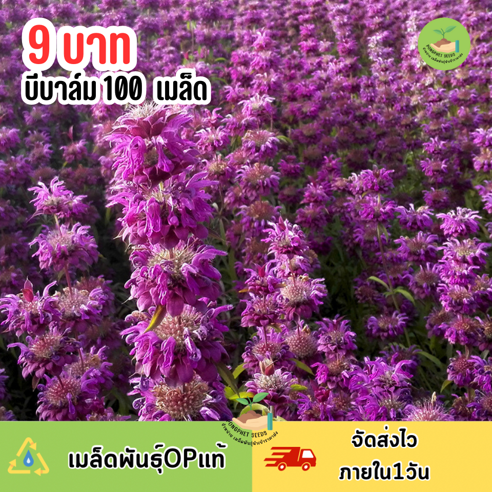 9บาท บี บาล์ม 100 เมล็ด
