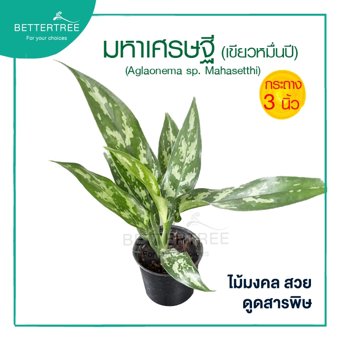 มหาเศรษฐี กระถาง 3 นิ้ว ต้นไม้มงคล ไม้ฟอกอากาศ ไม้ในร่ม