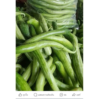 เมล็ดพันธุ์บวบงู นาคี 5 เมล็ด