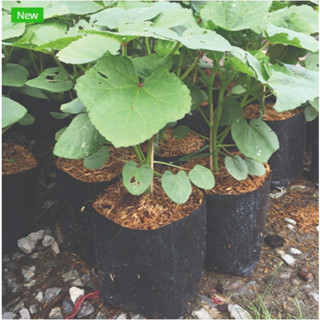 ต้นกระเจี๊ยบแดง พร้อมปลูกลงดิน ส่งพร้อมถุงขนาด 6 นิ้ว พร้อมส…