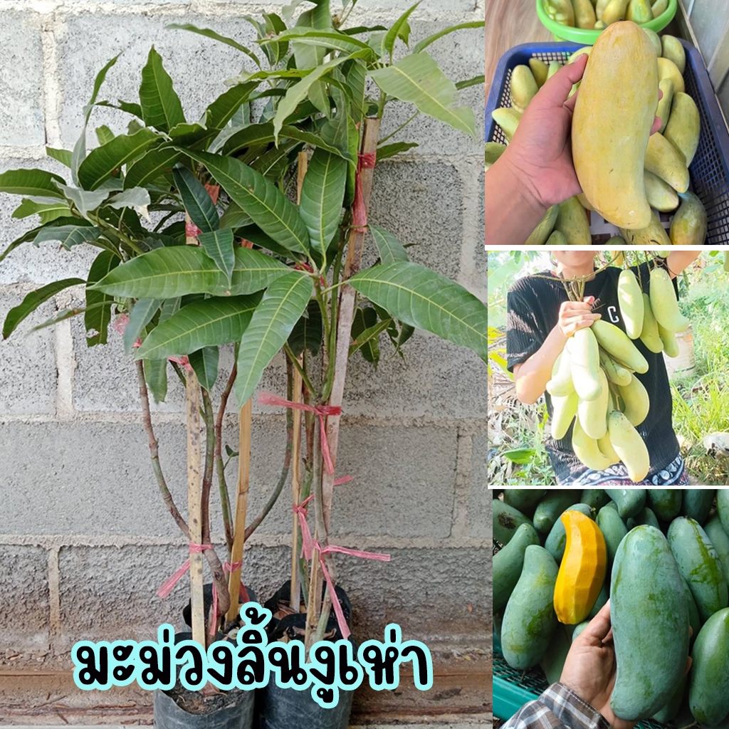 มะม่วงลิ้นงูเห่า 65-100 ซม.  เมล็ดลีบและบาง ผลดิบรสเปรี้ยวจัด ฉ่ำน้ำและกรอบ