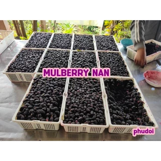 น้ำมัลเบอรี่สกัดเข้มข้น 100% ลูกหม่อน Mulberry juice Nosugar น้ำผลไม้ (ภูดอย) ไม่มีน้ำตาล ชนิดซอง แบบพกพา ปริมาณ 50 ml