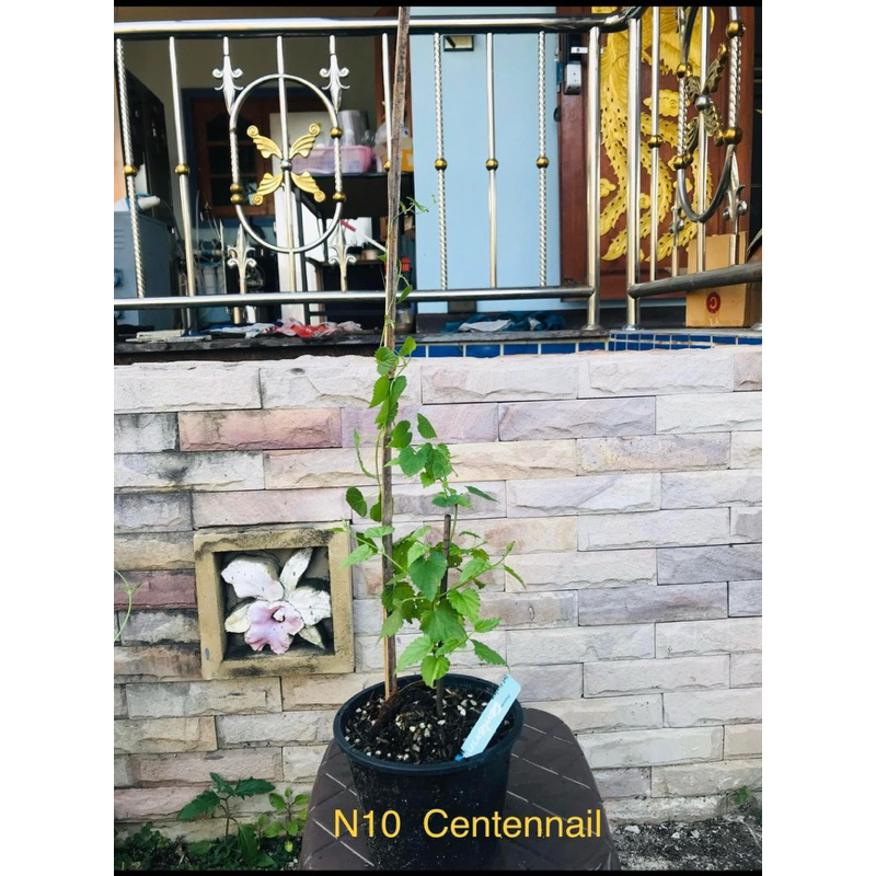 ต้นฮอปส์ CENTENNIAL HOPS ต้นกล้าฮอปส์