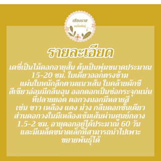 เมล็ดพันธุ์ ดอกดาห์ลเบิร์ก เดซี่สีเหลือง 30 เมล็ด Dahlberg Daisy เมล็ดพันธุ์แท้ นำเข้าจากต่างประเทศ