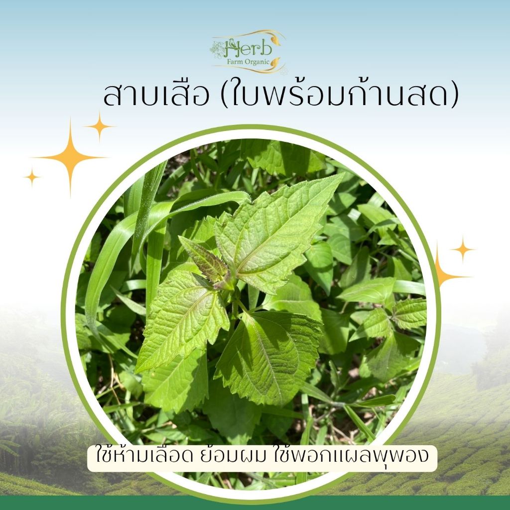 สาบเสือ, หญ้าลูกใต้ใบ, เบญจรงค์, ตำแยแมว , โทงเทงไทย, หญ้าพันงู, ไมยราบ สมุนไพรสดอินทรีย์ ชนิดละ 100กรัม เก็บใหม่ทุกเช้า