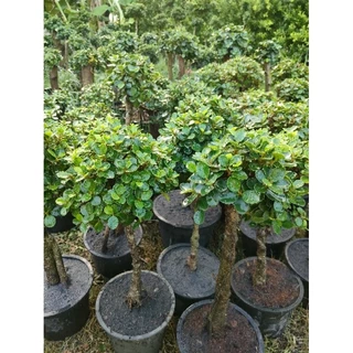 ต้นช้อนเงินช้อนทองทรงน่ารักๆสูง40-60 cm ตอเล็กทรงบอนไทร ตอไทรเกาหลีสวยๆ คุ้มค่าราคาน่ารัก