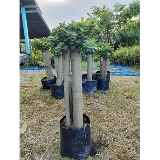 ต้นช้อนเงินช้อนทองตอใหญ่อวบอ้วน สูง60-70cm ต้นแข็งแรงพร้อมปลูก ราคาถูกจากสวย
