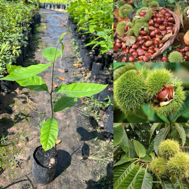 ต้นเกาลัดจีน 1ชุด3ต้น