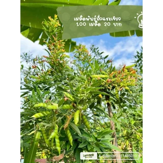 เมล็ดพันธุ์ถั่วมะเเฮะเขียวถั่วแระเขียว300เมล็ด 39บาทซื้อ 2 แถม 1
