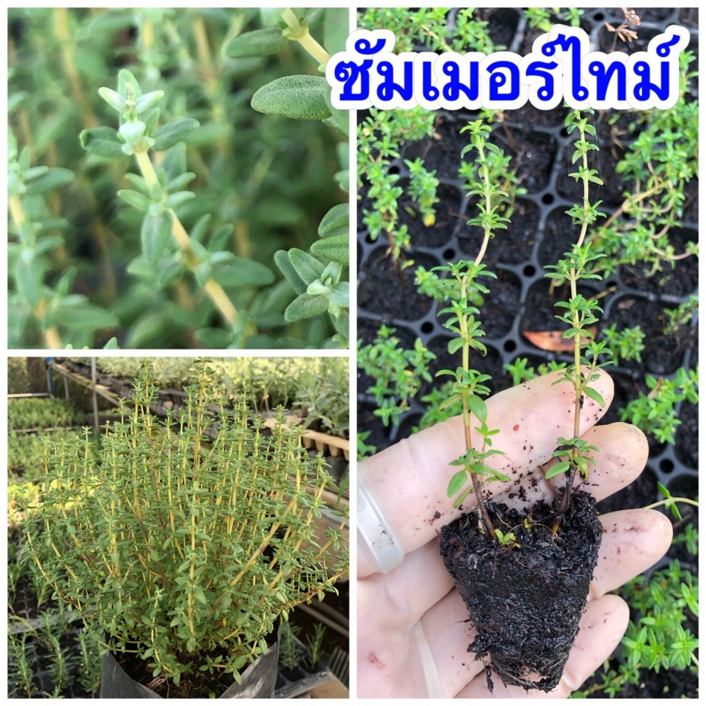 🌸ต้นกล้าซัมเมอร์ไทม์ เพาะชำแล้ว