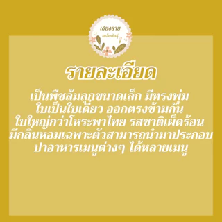 เมล็ดพันธุ์ โหระพาใบใหญ่ อิตาเลี่ยน เบซิลใบใหญ่ 70 เมล็ด Large Leaf Italian Basil เมล็ดพันธุ์แท้100% นำเข้าจากต่างประเทศ