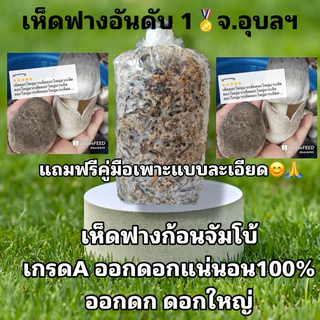 เชื้อเห็ดฟาง เห็ดฟาง ดอกใหญ่ ออกง่าย ออกดก แถมฟรีอาหารเสริม+แป้ง+คู่มือเพาะเห็ด