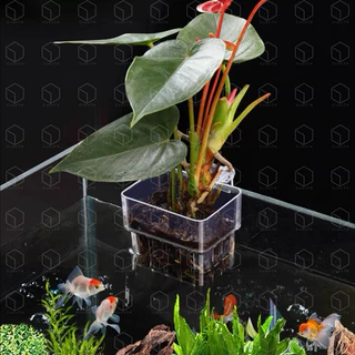 Water grass cup ถ้วยปลูกต้นไม้แบบแขวนข้างตู้ปลา ถ้วยปลูกไม้น้ำ
