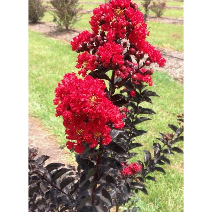 ต้นยี่เข่งดำ (Crape Myrtle) ใบดำ ดอกสีแดงสด สีม่วงชมพู สีขาว  ไม้แดดทนแล้งดอกสวย ออกดอกง่ายตลอดปีสูง50-80cm