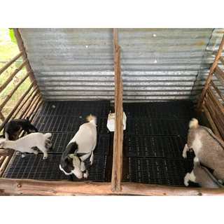 LALAMOVER แผ่นรองกรงสัตว์เลี้ยง รุ่นแข็งแรงพิเศษ 10 แผ่น ขนาด 30x100x3.4 ซม. | สแลทปูพื้นกรง แผ่นปูพื้นฟาร์ม แผ่นรองพื้น