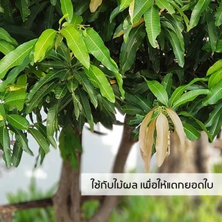 พืชผักใบเขียว INSAY ยูเรียน้ำ บำรุงต้น บำรุงใบ ส่งเสริมการเจริญเติบโต ใช้กับพืชผักทุกชนิด 250 มล.