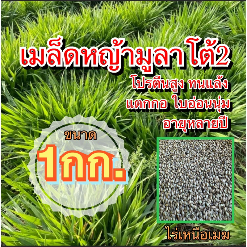 ✅ เมล็ดหญ้ามูลาโต้2 ขนาด 1 กิโลกรัม พร้อมปลูก ทนแล้ง กอใหญ่ ปลูกง่าย หญ้าวัว ควาย ราคา ถูกที่สุด ดีลบีเคเค