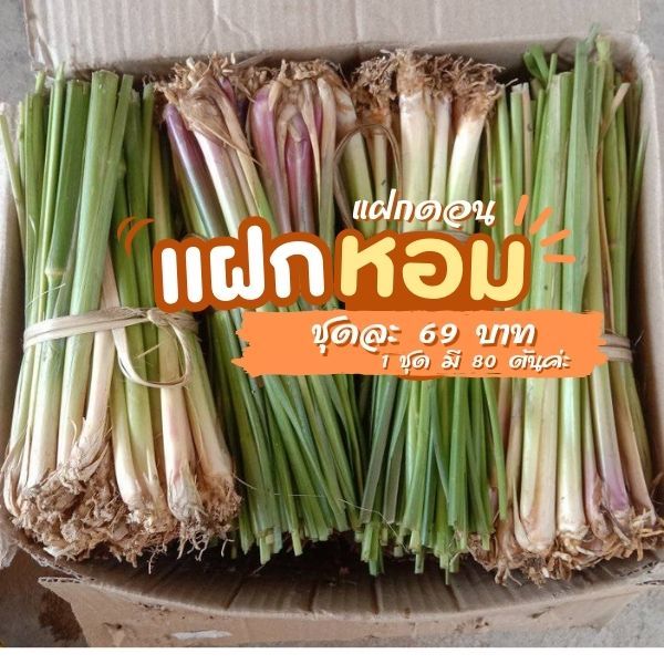 หญ้าแฝก แฝกหอม 80 ต้น แฝกดอน ใบไม่คม ลำต้นกลม ขุดใหม่ตามออเดอร์ ต้นใหญ่ ใหม่ สด ไม่มีของค้างค่ะ
