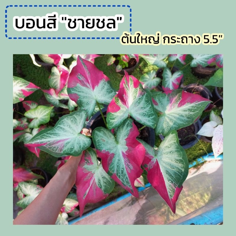 บอนสี "ชายชล" ต้นใหญ่กระถาง 5.5 นิ้ว จัดส่งทั้งกระถาง