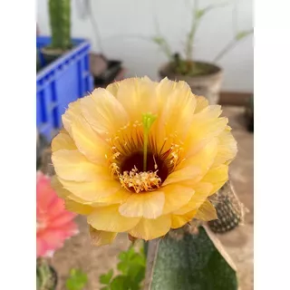[เด็ดสดไม่มีราก]อิชินอปซิส / โลบิเวีย หน่อแคคตัส กระบองเพชร Lobivia / Echinopsis