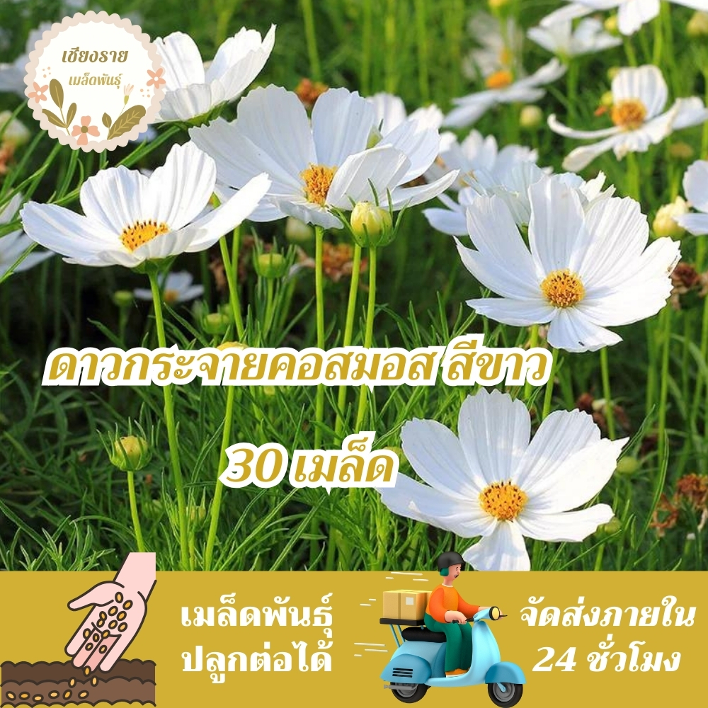เมล็ดพันธุ์ ดอกดาวกระจายสีขาว ดอกคอสมอส30เมล็ด White Purity Cosmos Flower Seed เมล็ดพันธุ์แท้ นำเข้าจากต่างประเทศ สีขาว