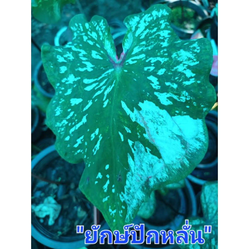ยักษ์ปักหลั่นบอนสี บอนสีป้ายไซส์เอ็มเริ่มกัดสีส่งกระถาง3-4นิ้ว