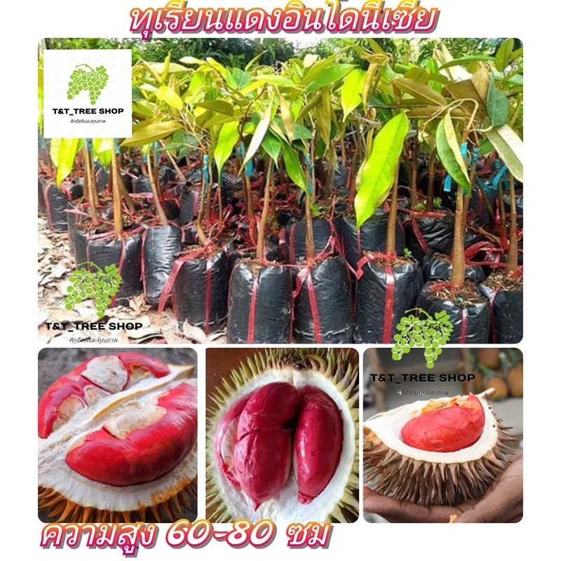 🌳ต้นทุเรียนแดงชาวอินโดนีเซีย🌳 เจริญเติบโตและผลผลิตมั่นคง ต้นกล้าเสียบยอด ความสูง 60-80 ซม🌳