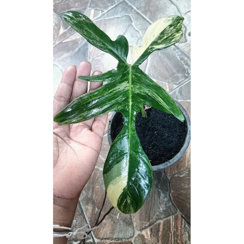 Philodendron Frorida Beauty(ก้ามกุ้งด่าง)