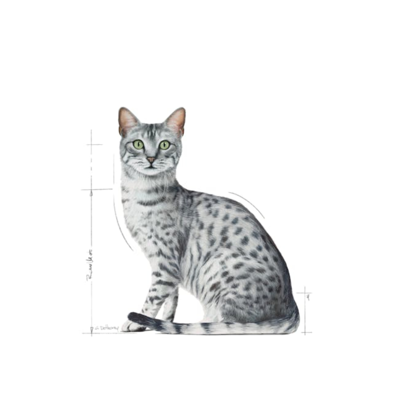 Royal Canin طعام قطط بالغة رطب Indoor (12 كيس) — صورة 3