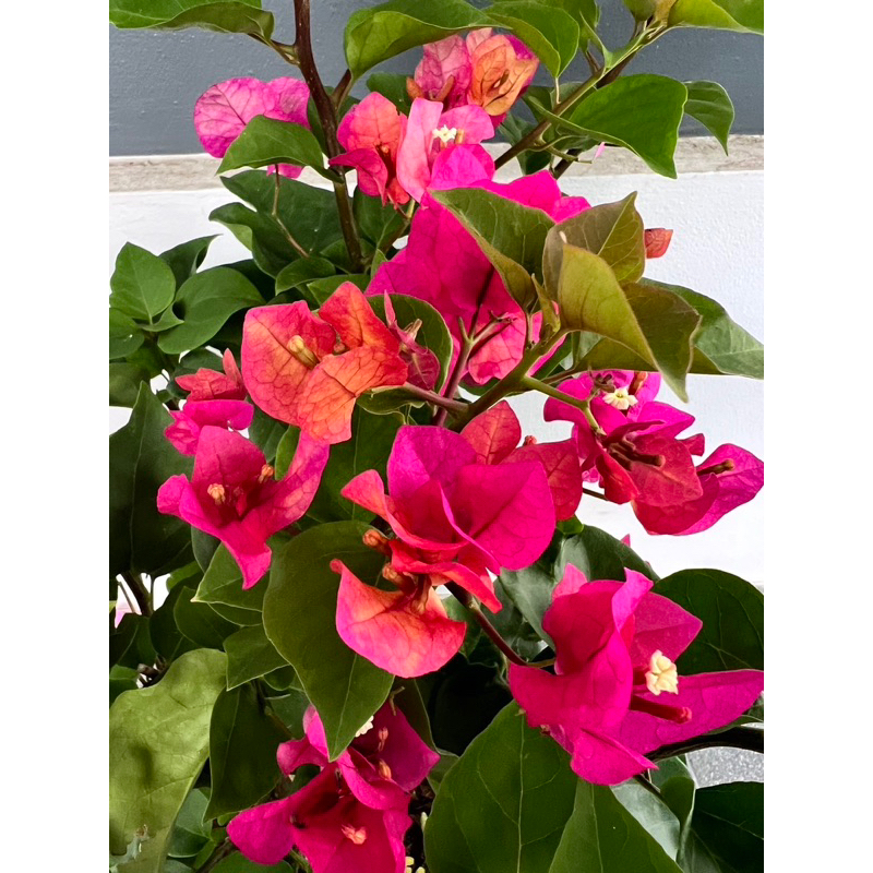 เฟื่องฟ้าศรีริต้า 7 สี ดอกได้ถึง 7 สี (Bougainvillea) ไม้กระถาง/ต้นไม้พร้อมปลูก