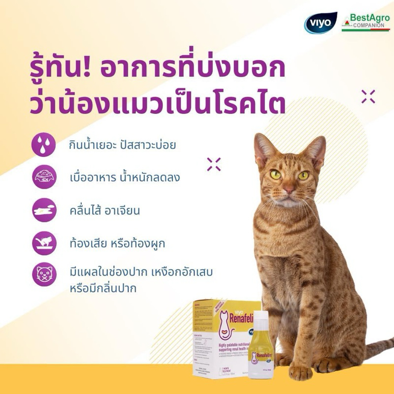 Viyo Renafelin วีโย่ รีนาฟีลิน *1 ขวด*ผลิตภัณฑ์บำรุงไตแมวแบบ น้ำ Exp.09/2027 (( ขวดสีเหลือง ))