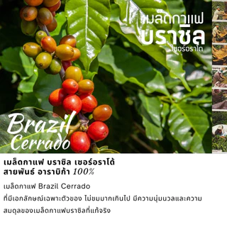 กาแฟดริปบราซิล แบบซอง 10gx10ถุงดริป พร้อมดื่ม Brazil Cerrado Drip coffee กาแฟอราบิก้า100% กาแฟสดคั่วบด 5ระดับการคั่ว