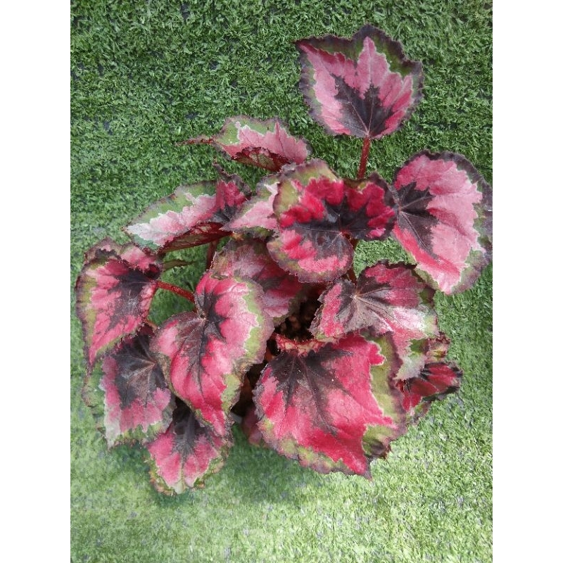 ต้นบีโกเนีย ' Mini Merry ' [ Begonia ' Mini Merry ' ] ไม้ในกระถาง4"