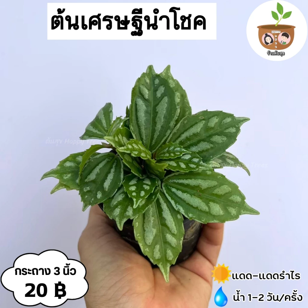 ต้นเศรษฐีนำโชค จัดส่ง 2 ต้นขึ้นไป คละแบบได้