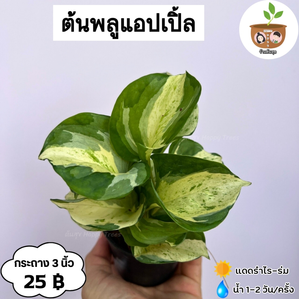 ต้นพลูแอปเปิ้ล จัดส่ง 2 ต้นขึ้นไป คละแบบได้