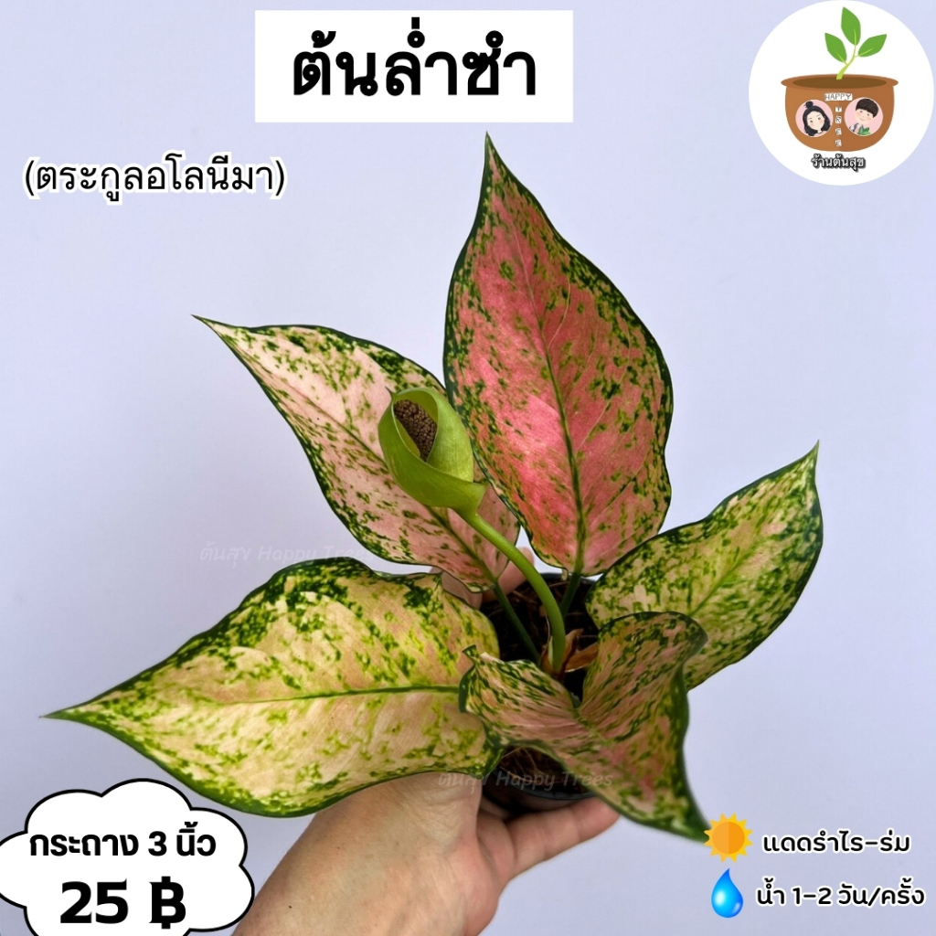 ต้นล่ำซำ จัดส่ง 2 ต้นขึ้นไป คละแบบได้