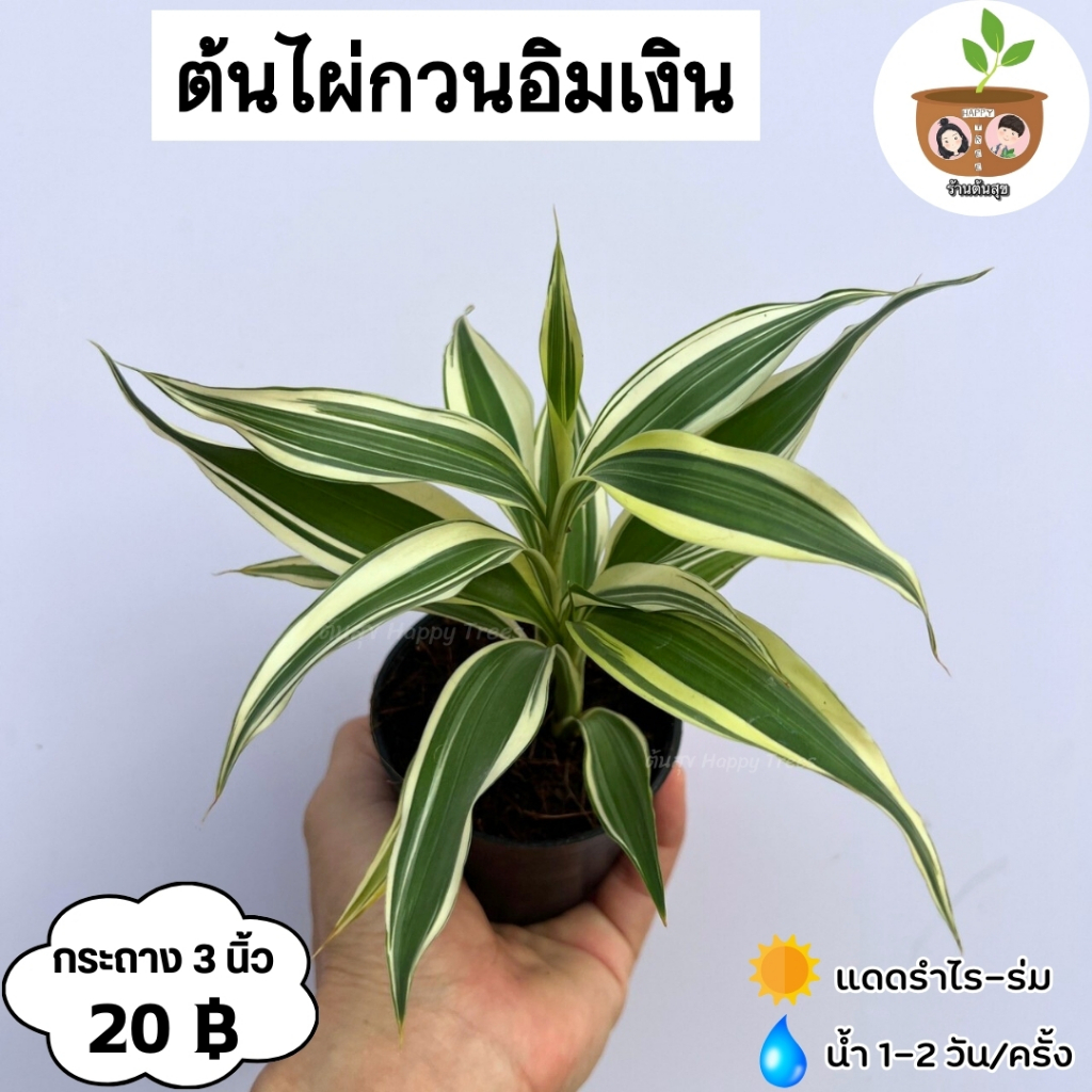 ไผ่กวนอิมเงิน จัดส่ง 2 ต้นขึ้นไป คละแบบได้ ต้นไม้มงคลจิ๋ว