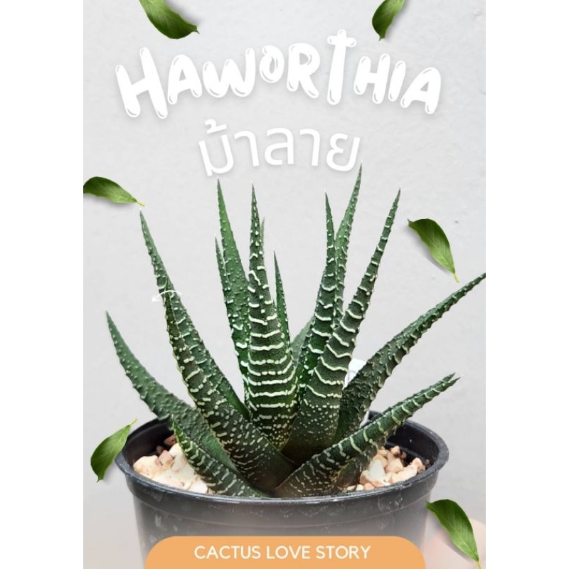 ฮาโวเทีย ม้าลาย (Haworthia)ไม้อวบน้ำ